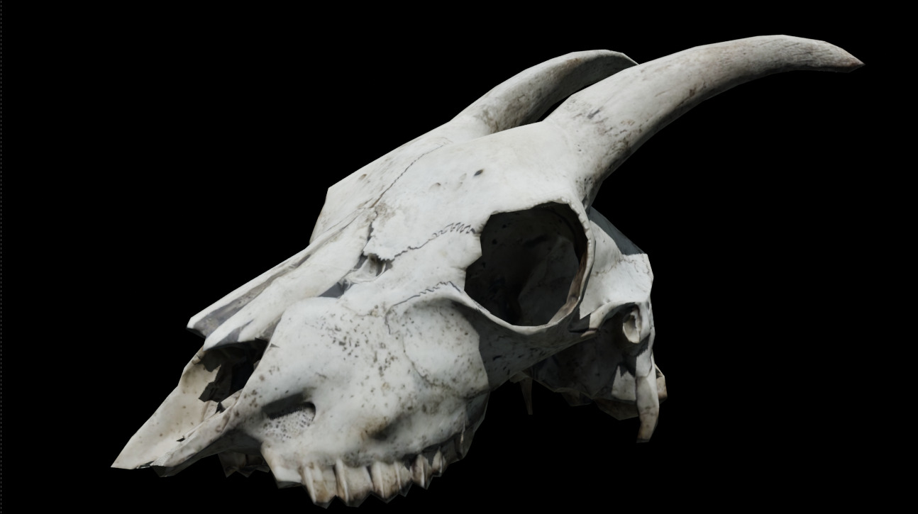 Goat Skull Low-poly 3D model_12