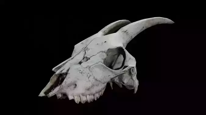Goat Skull