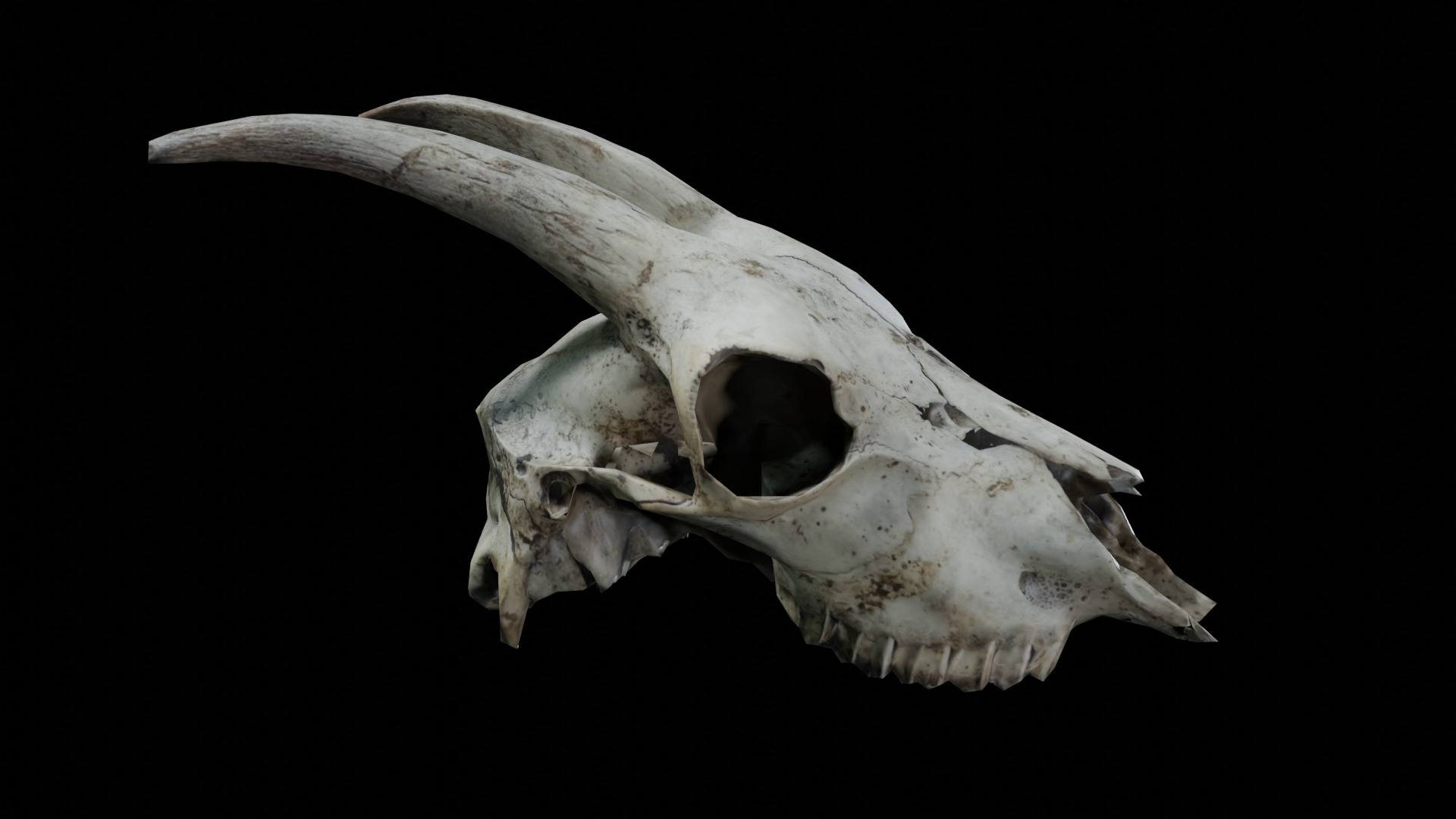 Goat Skull Low-poly 3D model_6