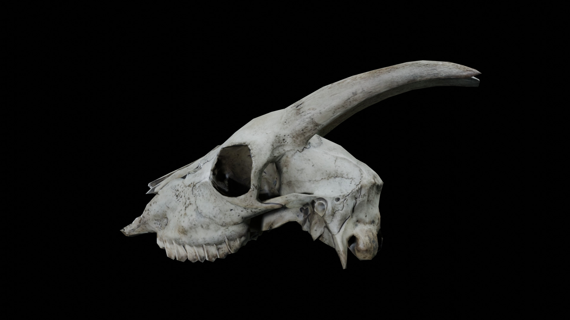 Goat Skull Low-poly 3D model_2