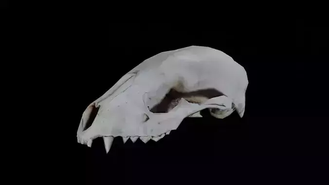 Racoon Skull