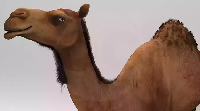 Camel - Rigged - Animated