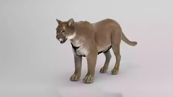 Cougar  - Rigged Low-poly 3D model