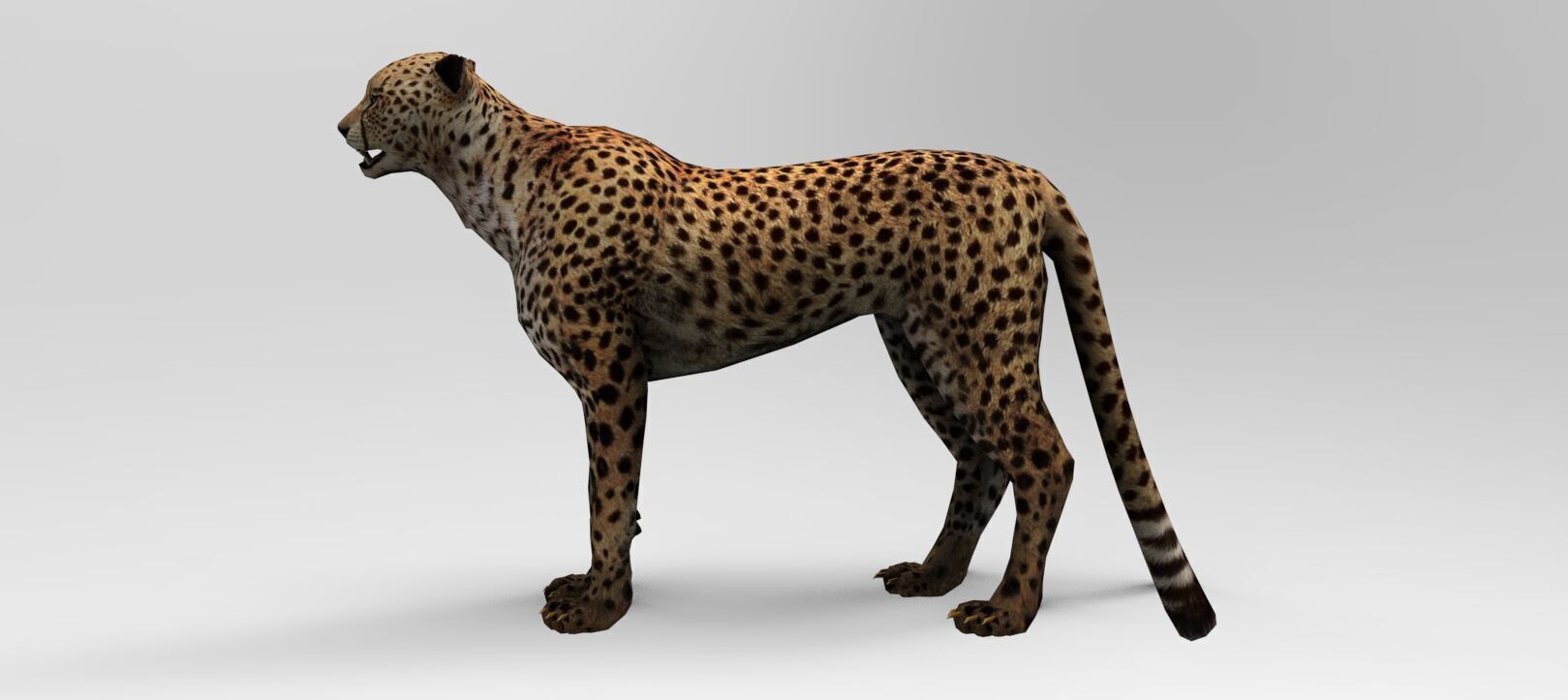 Cheetah - Rigged - Animated Low-poly 3D model_4