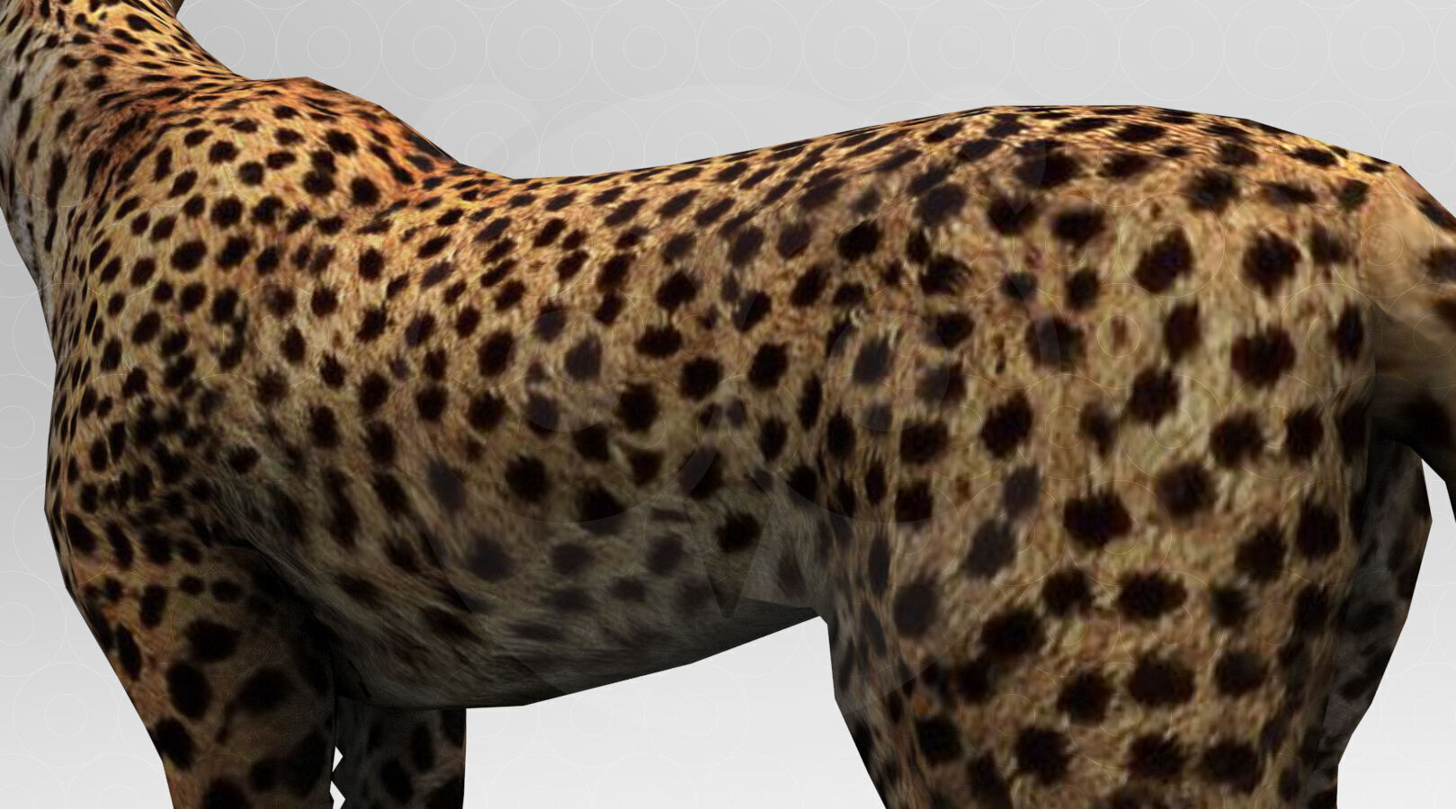 Cheetah - Rigged - Animated Low-poly 3D model_1