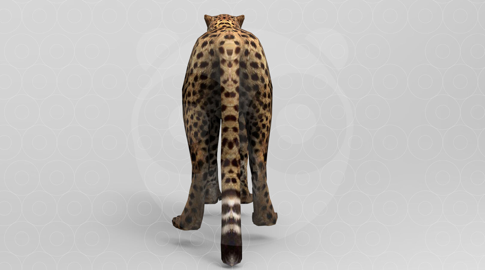 Cheetah - Rigged - Animated Low-poly 3D model_6