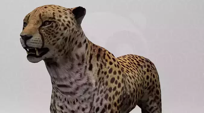 Cheetah - Rigged - Animated Low-poly 3D model Cheetah - Rigged - Animated Low-poly 3D model