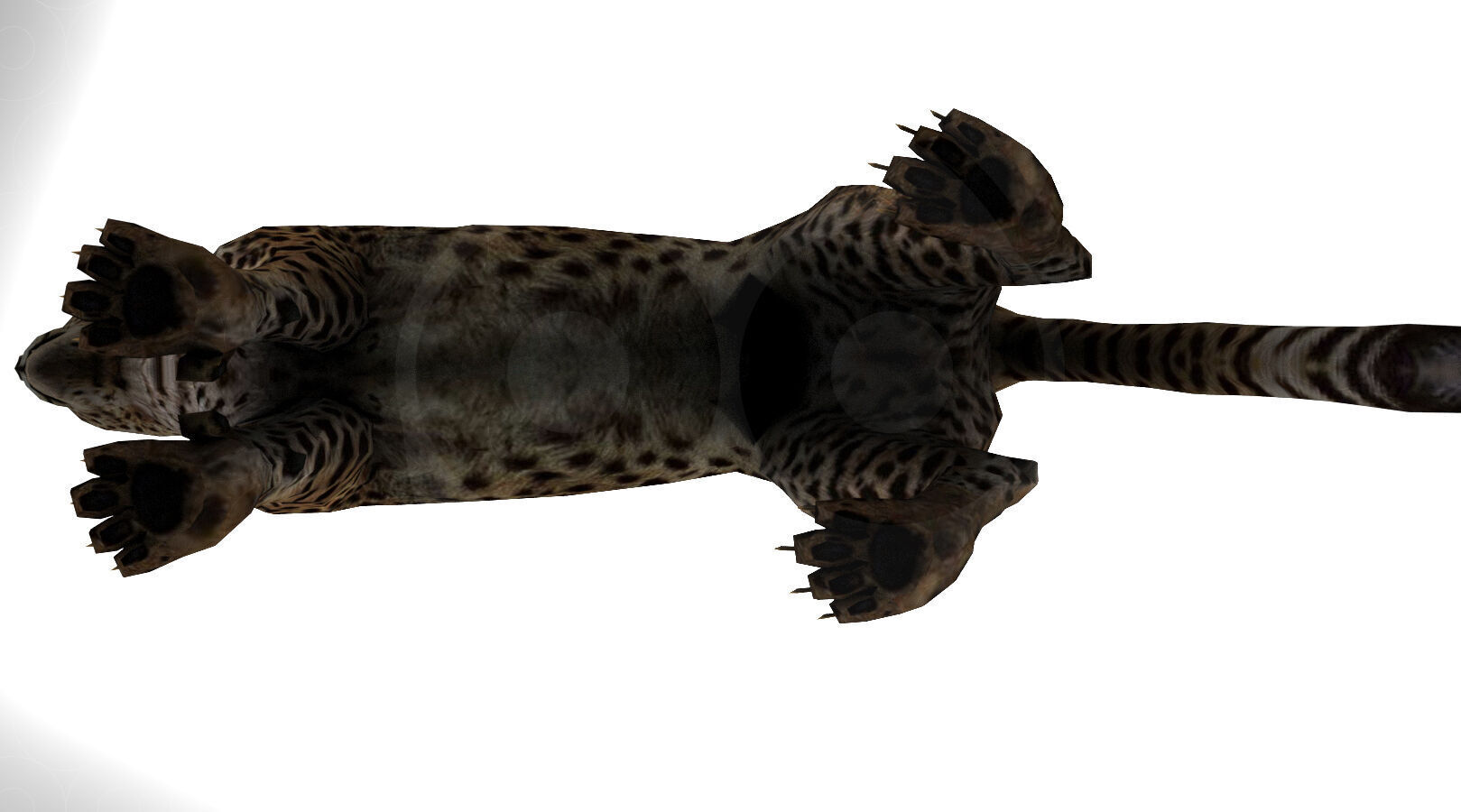 Cheetah - Rigged - Animated Low-poly 3D model_8