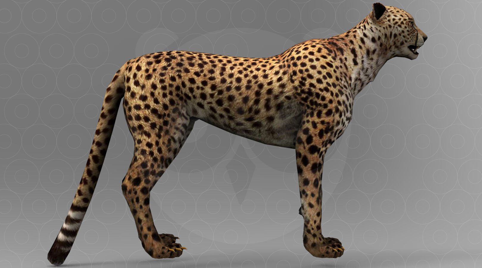 Cheetah - Rigged - Animated Low-poly 3D model_3