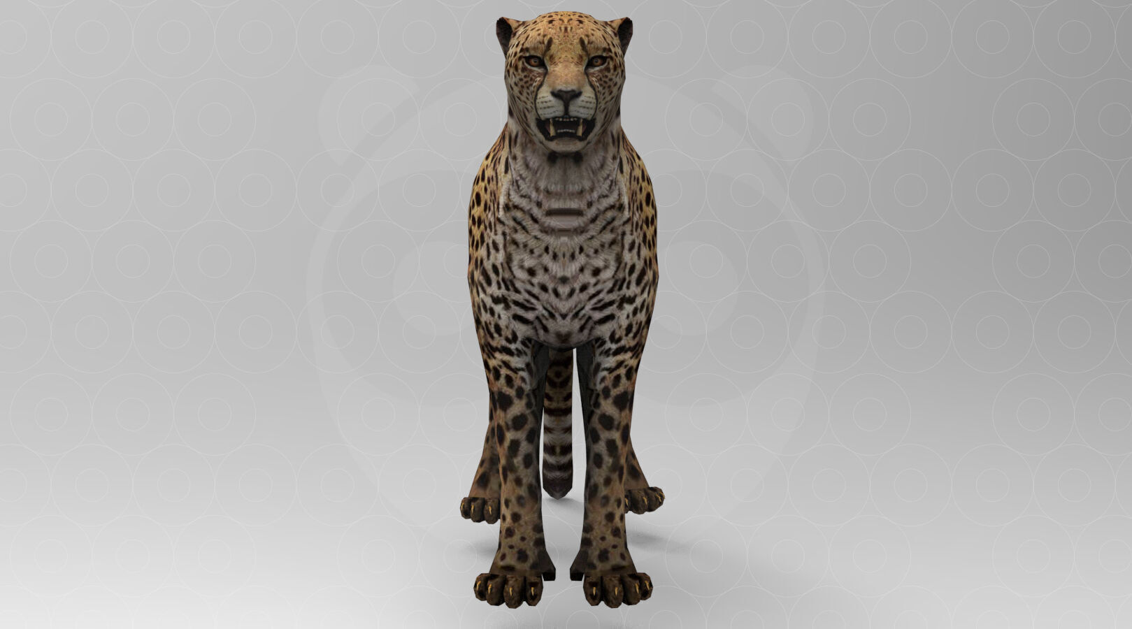 Cheetah - Rigged - Animated Low-poly 3D model_5