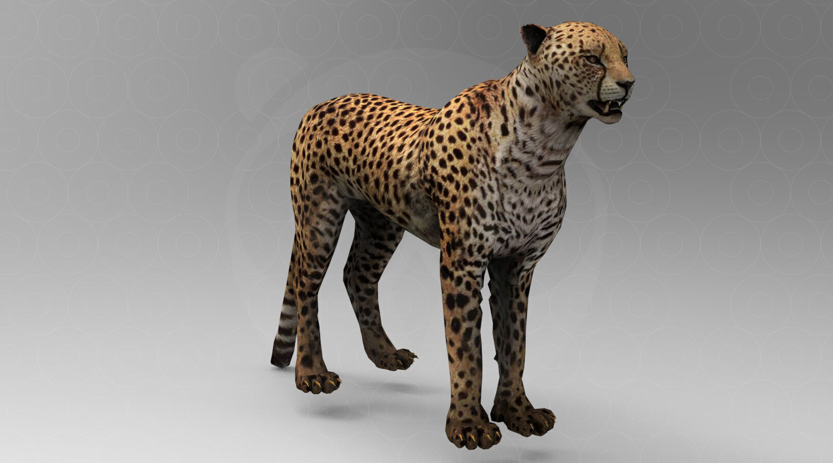 Cheetah - Rigged - Animated Low-poly 3D model_2