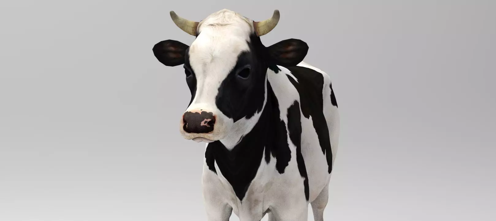 White Cow - Rigged - Animated Low-poly 3D model
