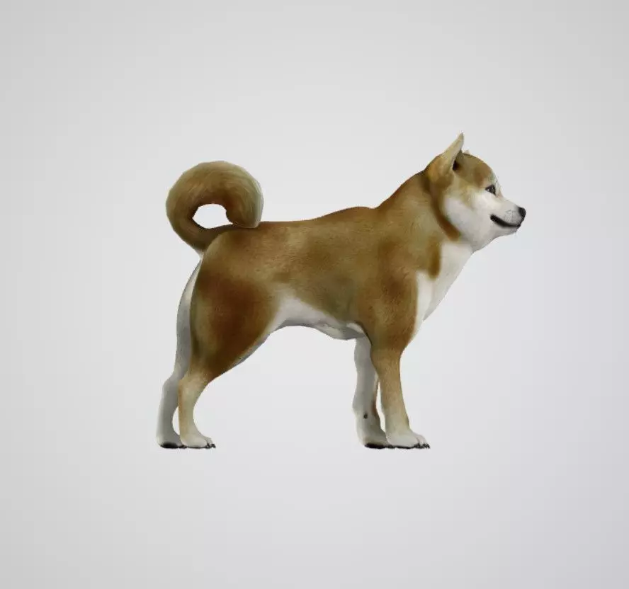 REALISTIC 3D DOG MODEL Low-poly 3D model_0