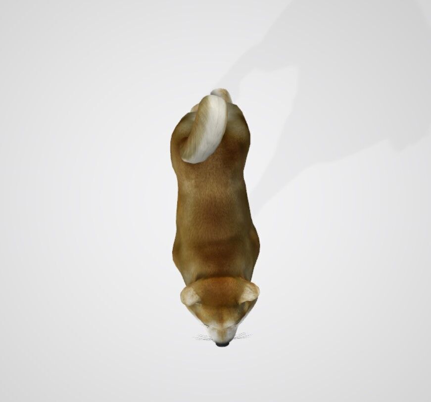 REALISTIC 3D DOG MODEL Low-poly 3D model_5