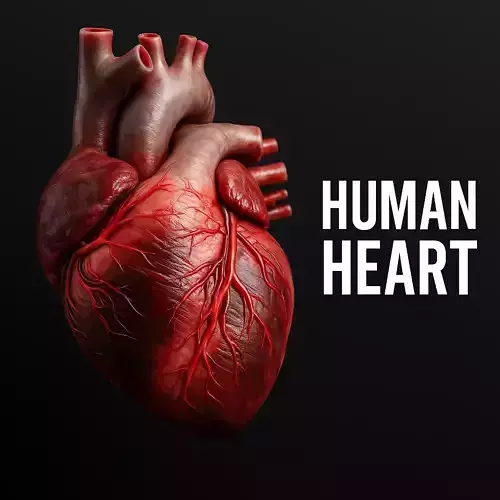 Human Heart  3D model