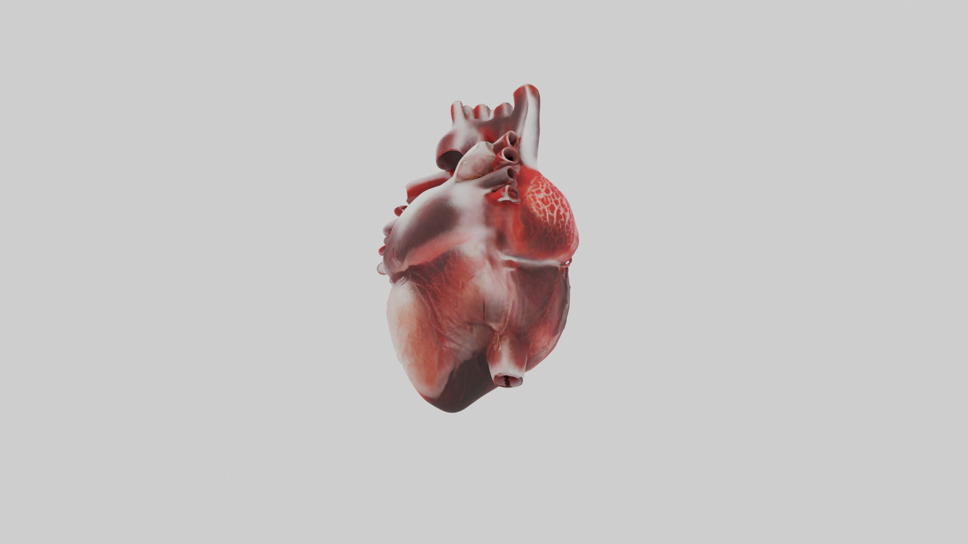 Human Heart 3D model_5