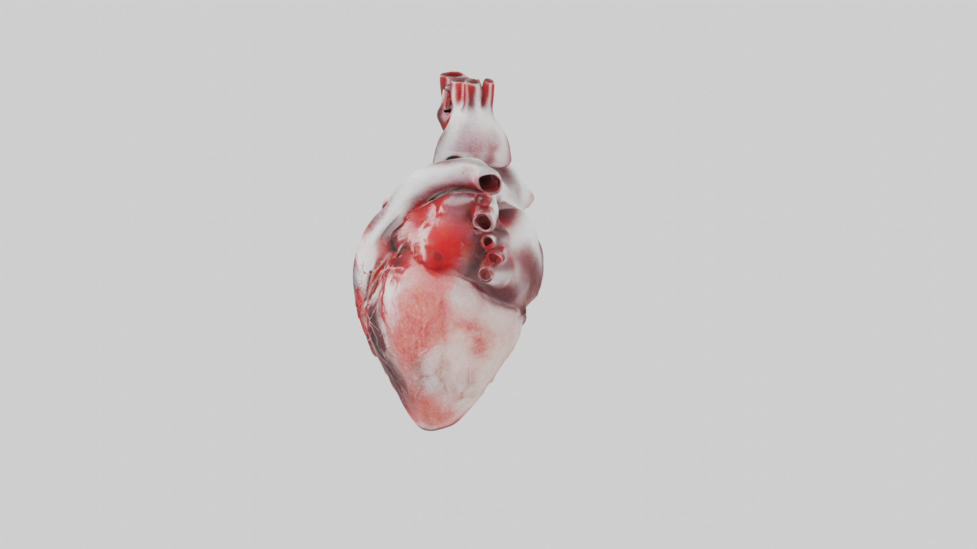 Human Heart 3D model_4