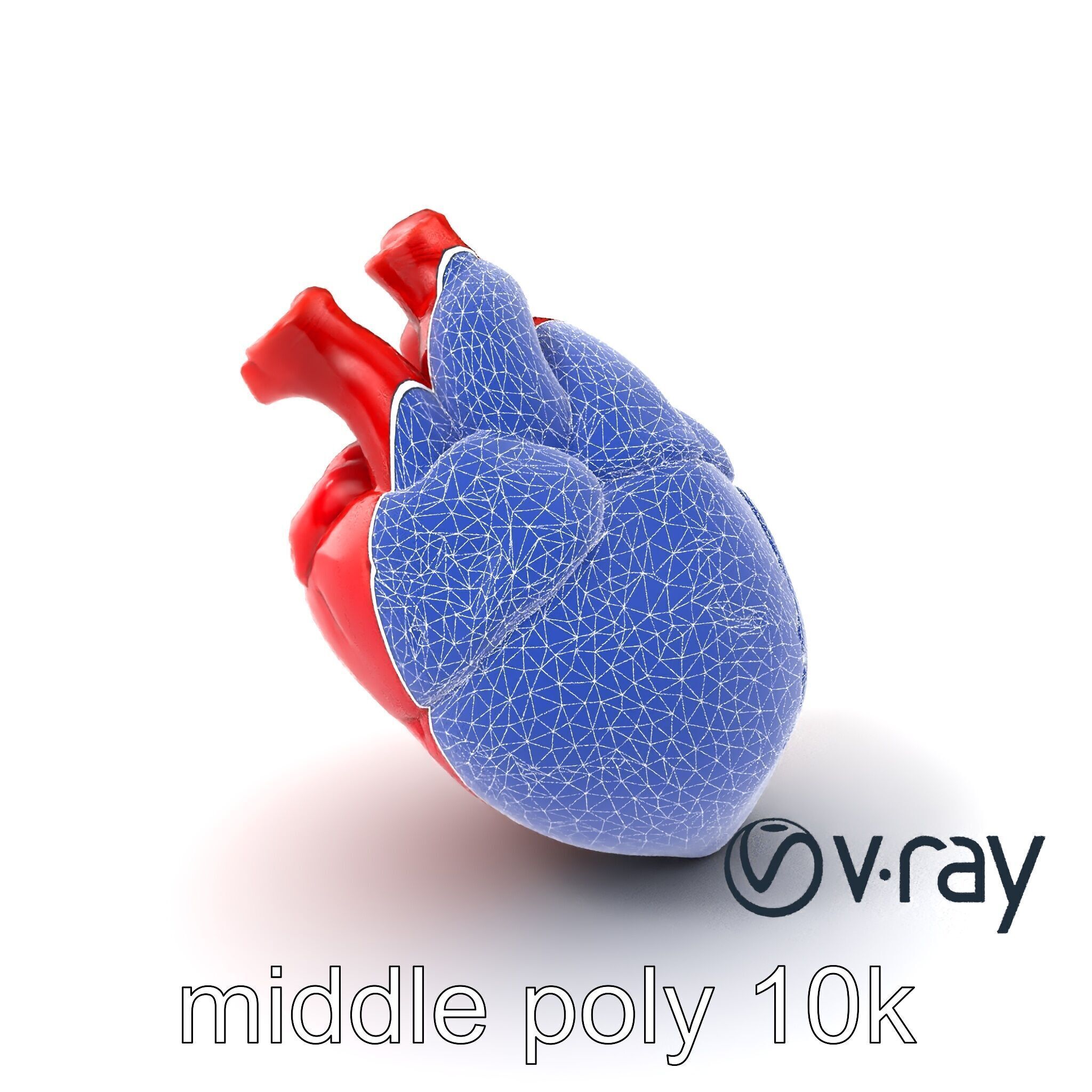 Realistic Human Heart 3D model pack Low-poly 3D model_9