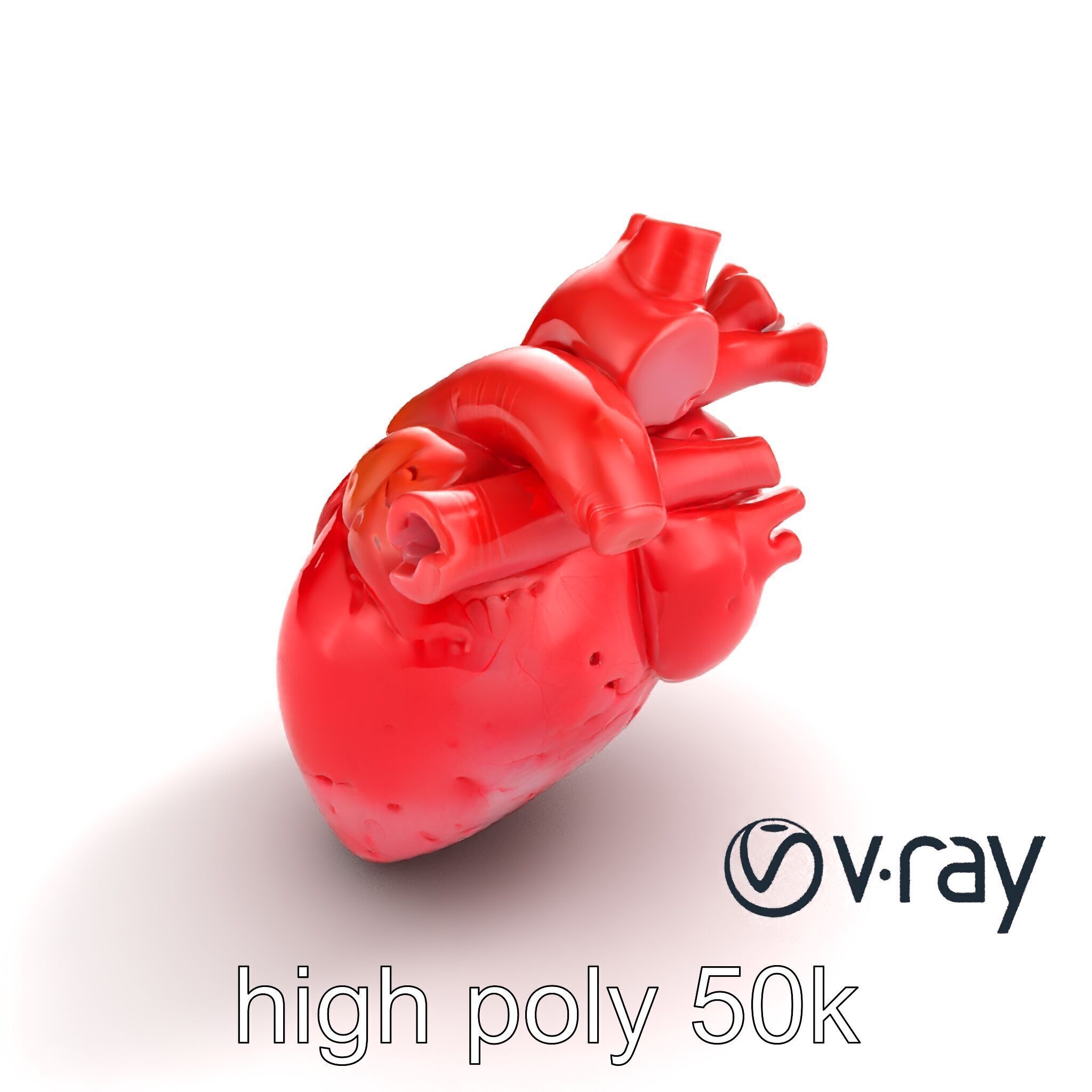 Realistic Human Heart 3D model pack Low-poly 3D model_11