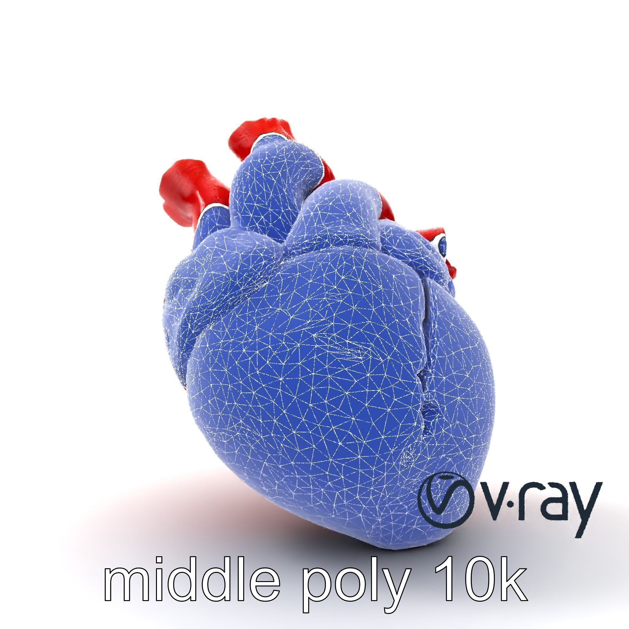 Realistic Human Heart 3D model pack Low-poly 3D model_13