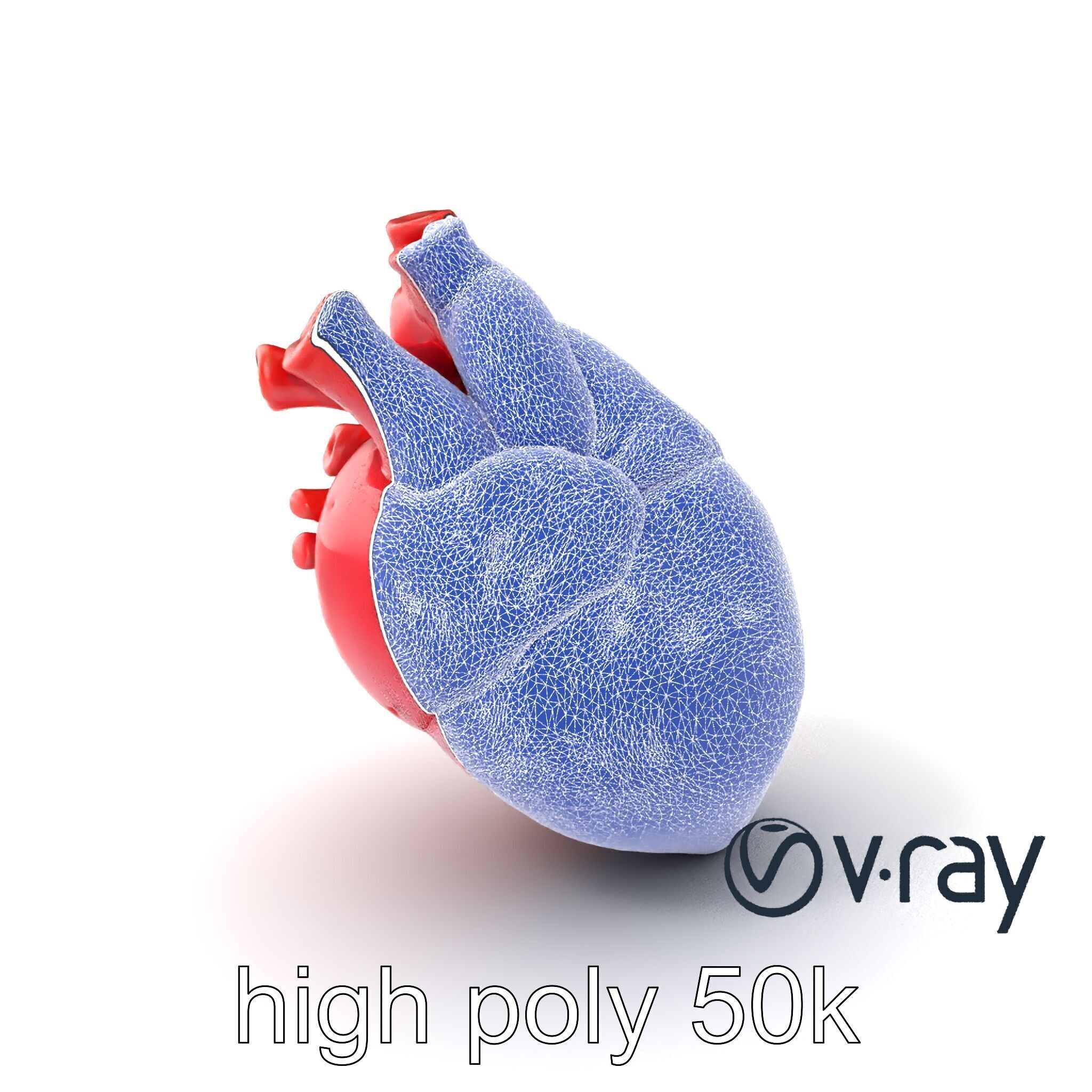 Realistic Human Heart 3D model pack Low-poly 3D model_8