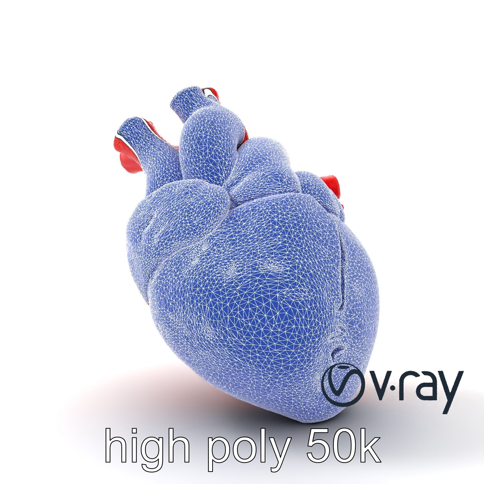 Realistic Human Heart 3D model pack Low-poly 3D model_18