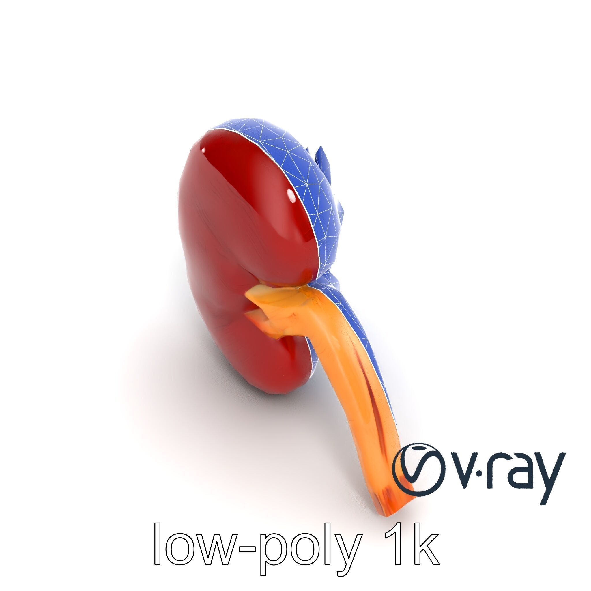 Realistic Human Kidney 3D model pack Low-poly 3D model_20