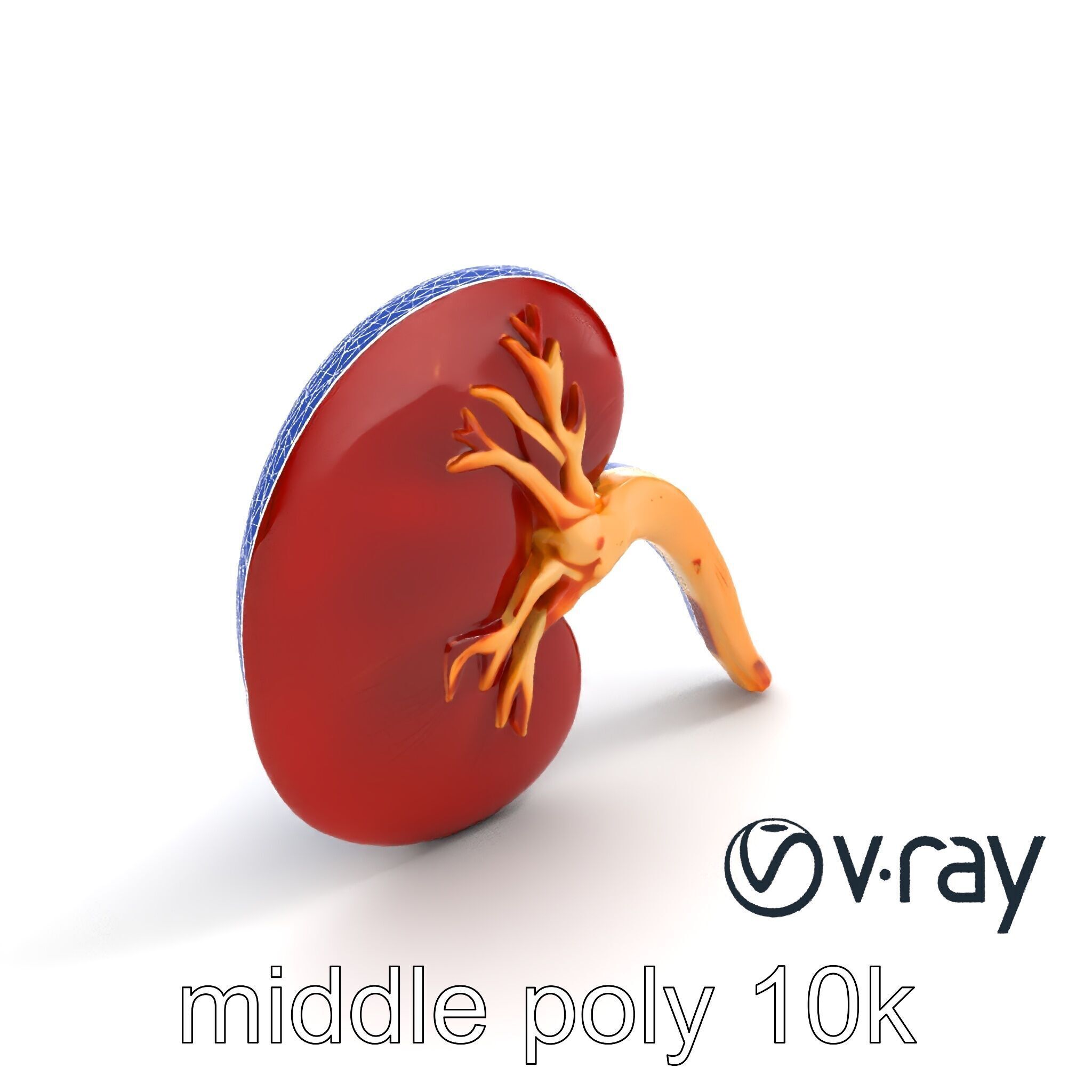 Realistic Human Kidney 3D model pack Low-poly 3D model_17