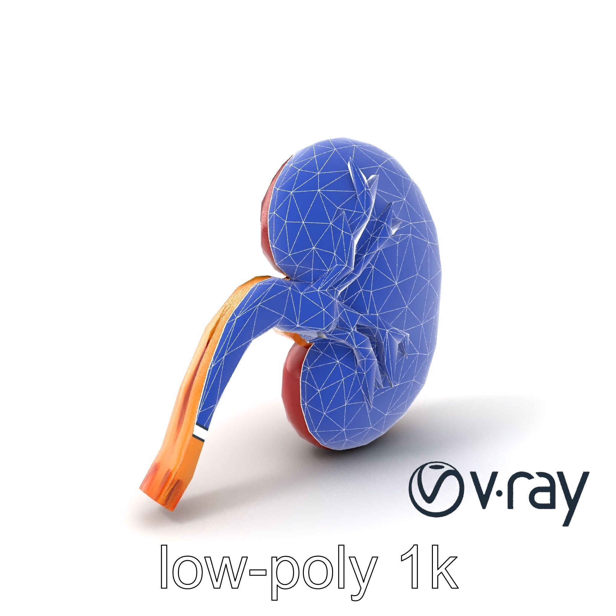 Realistic Human Kidney 3D model pack Low-poly 3D model_7