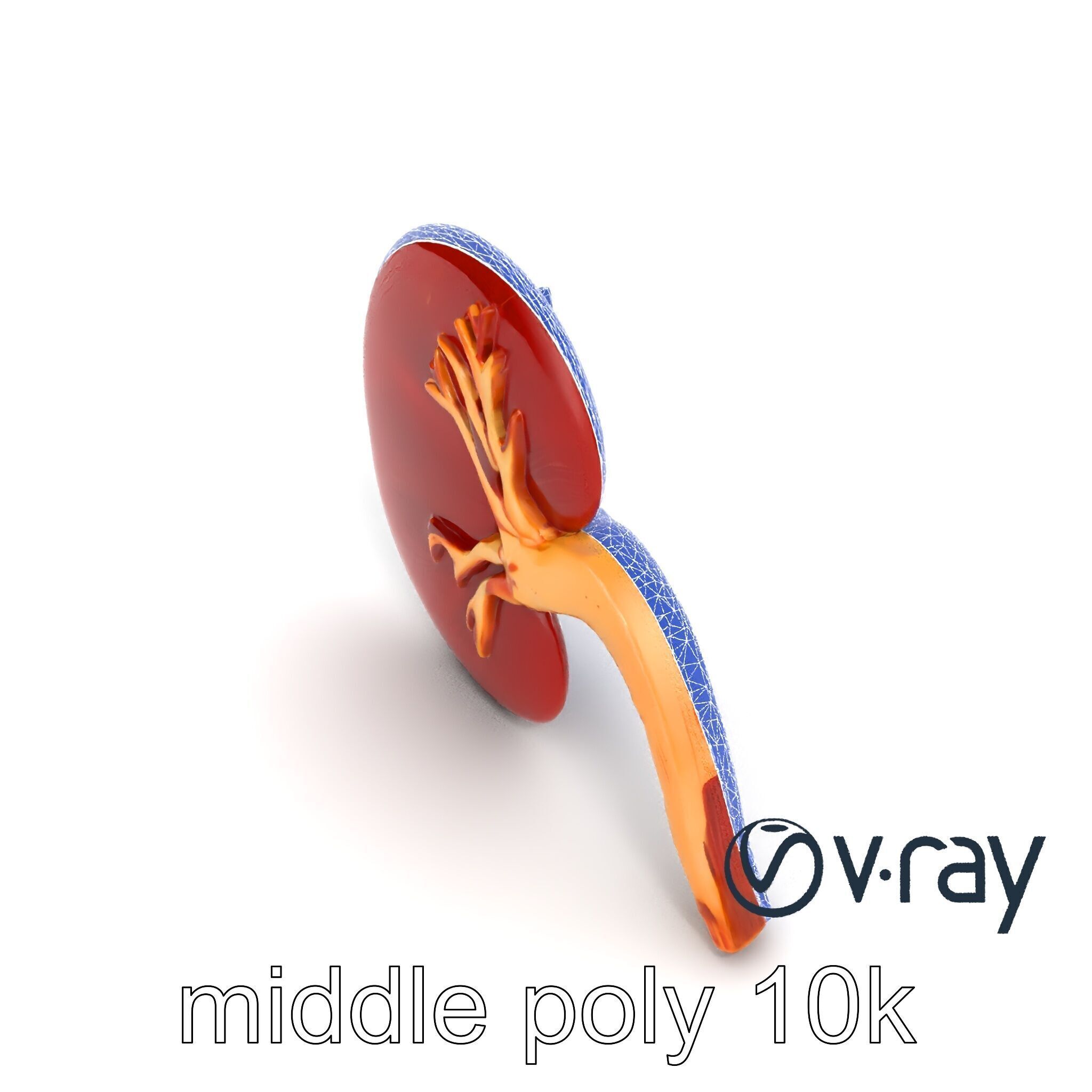 Realistic Human Kidney 3D model pack Low-poly 3D model_28