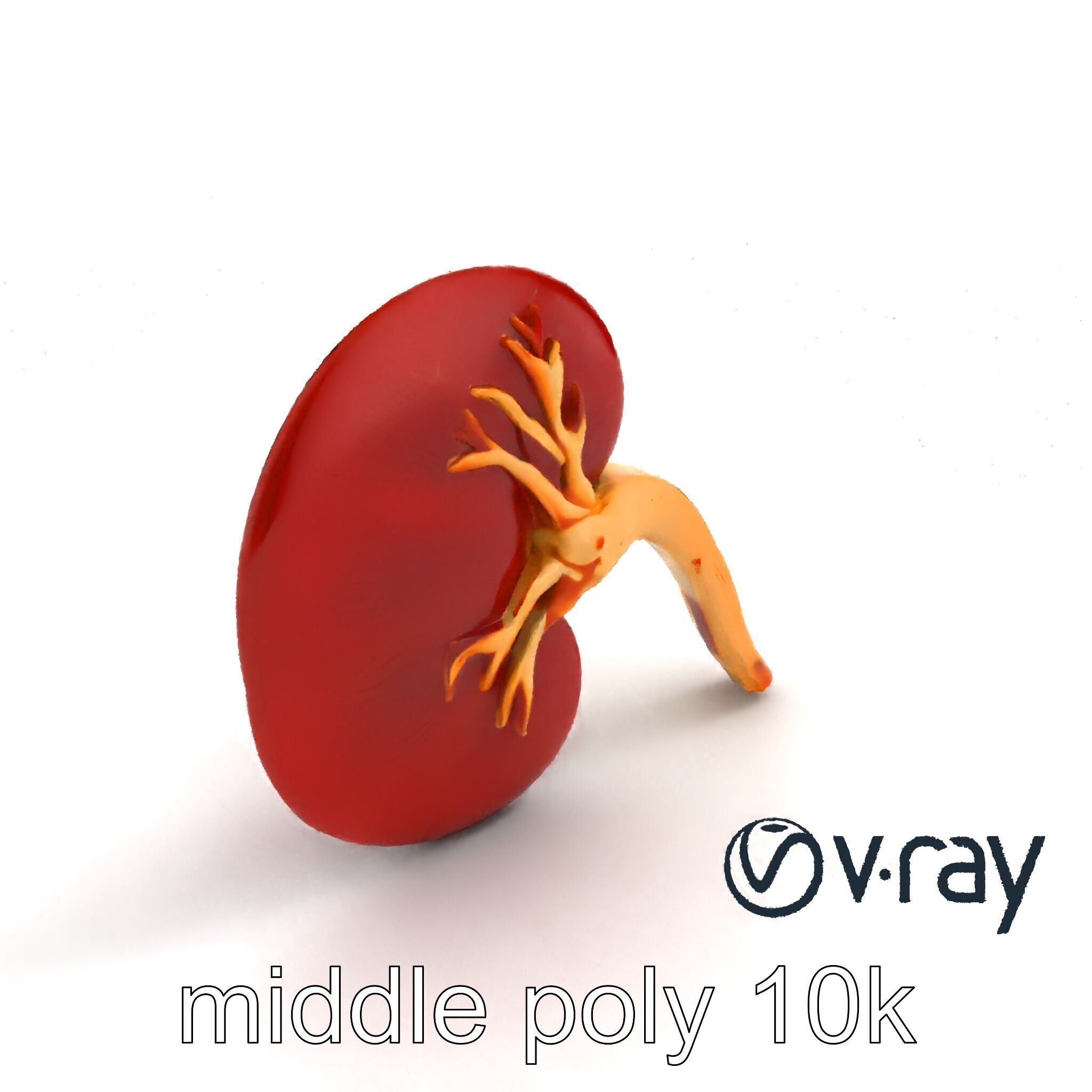 Realistic Human Kidney 3D model pack Low-poly 3D model_6