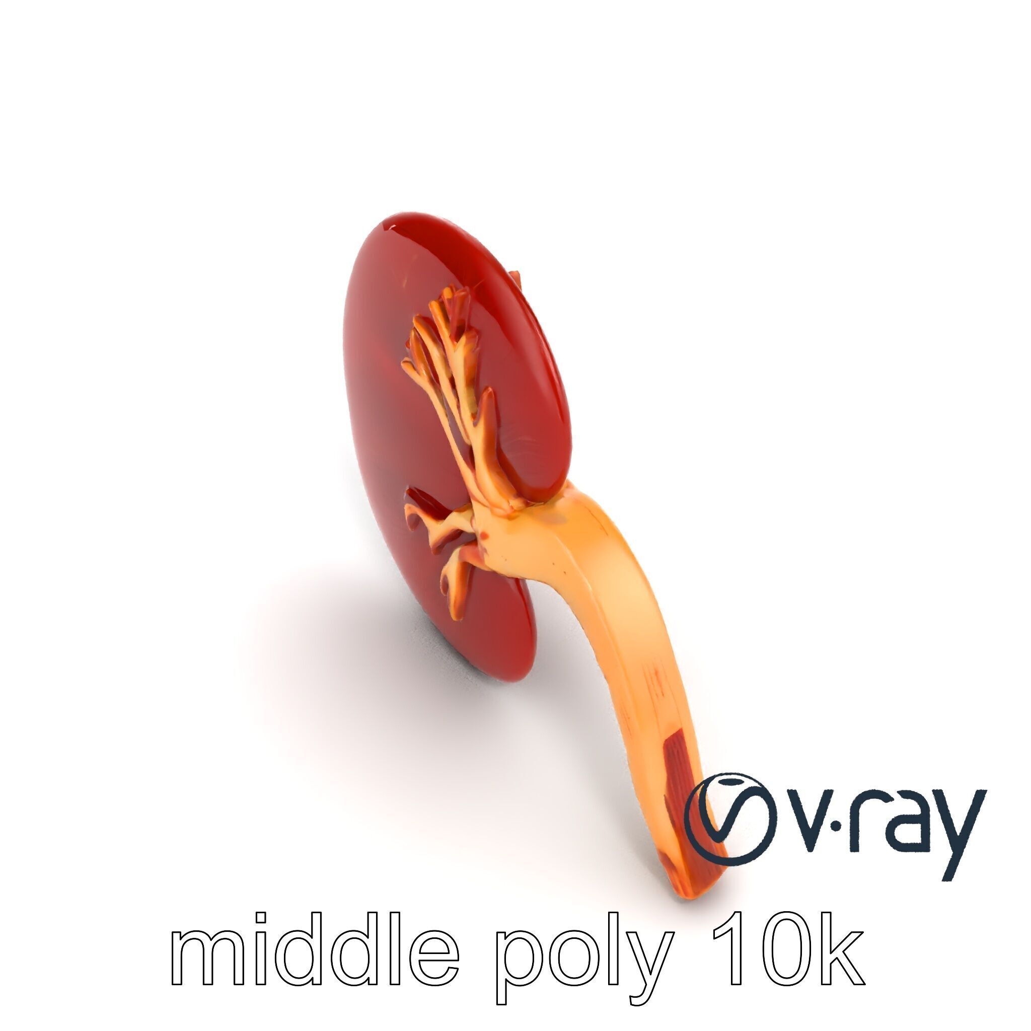 Realistic Human Kidney 3D model pack Low-poly 3D model_9