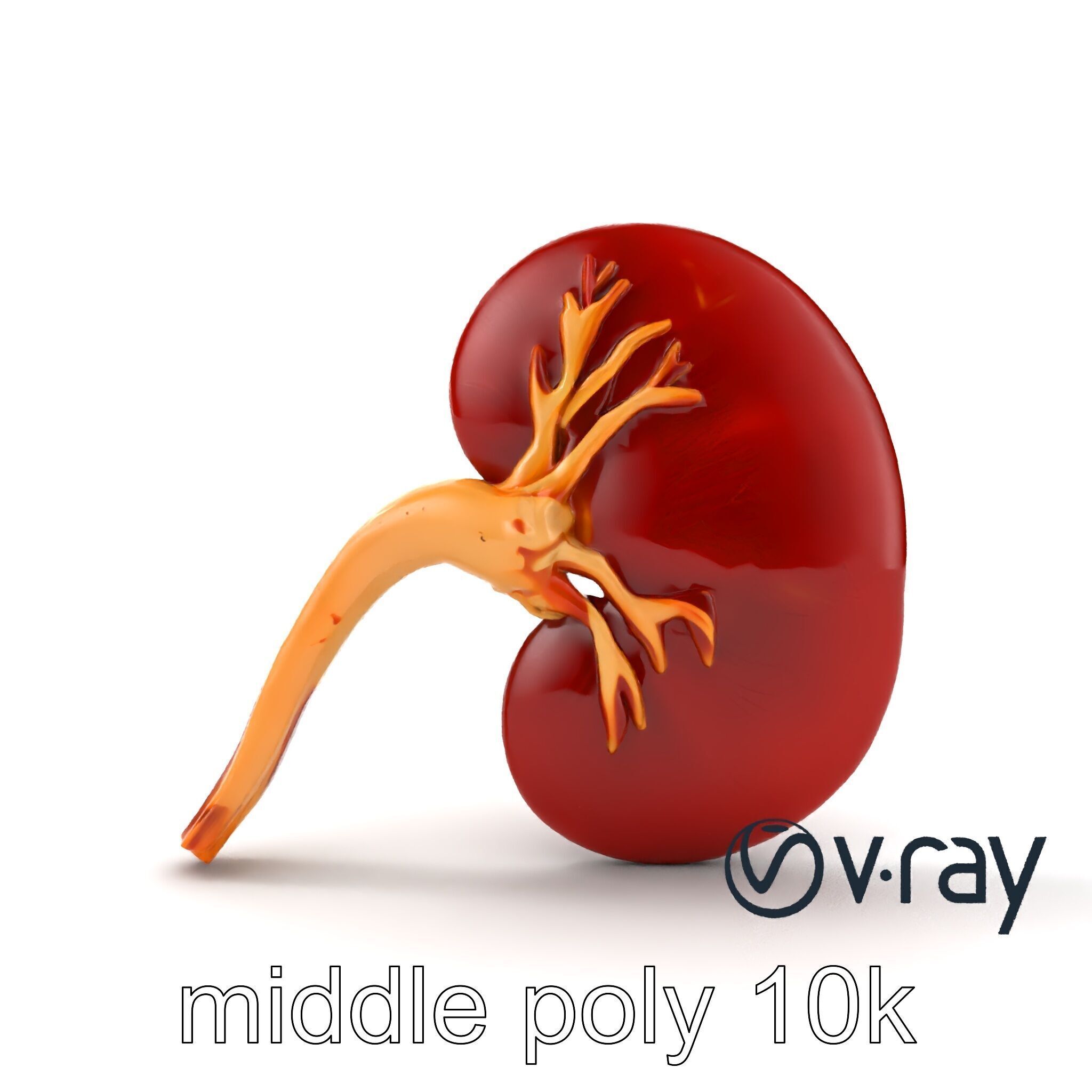 Realistic Human Kidney 3D model pack Low-poly 3D model_23
