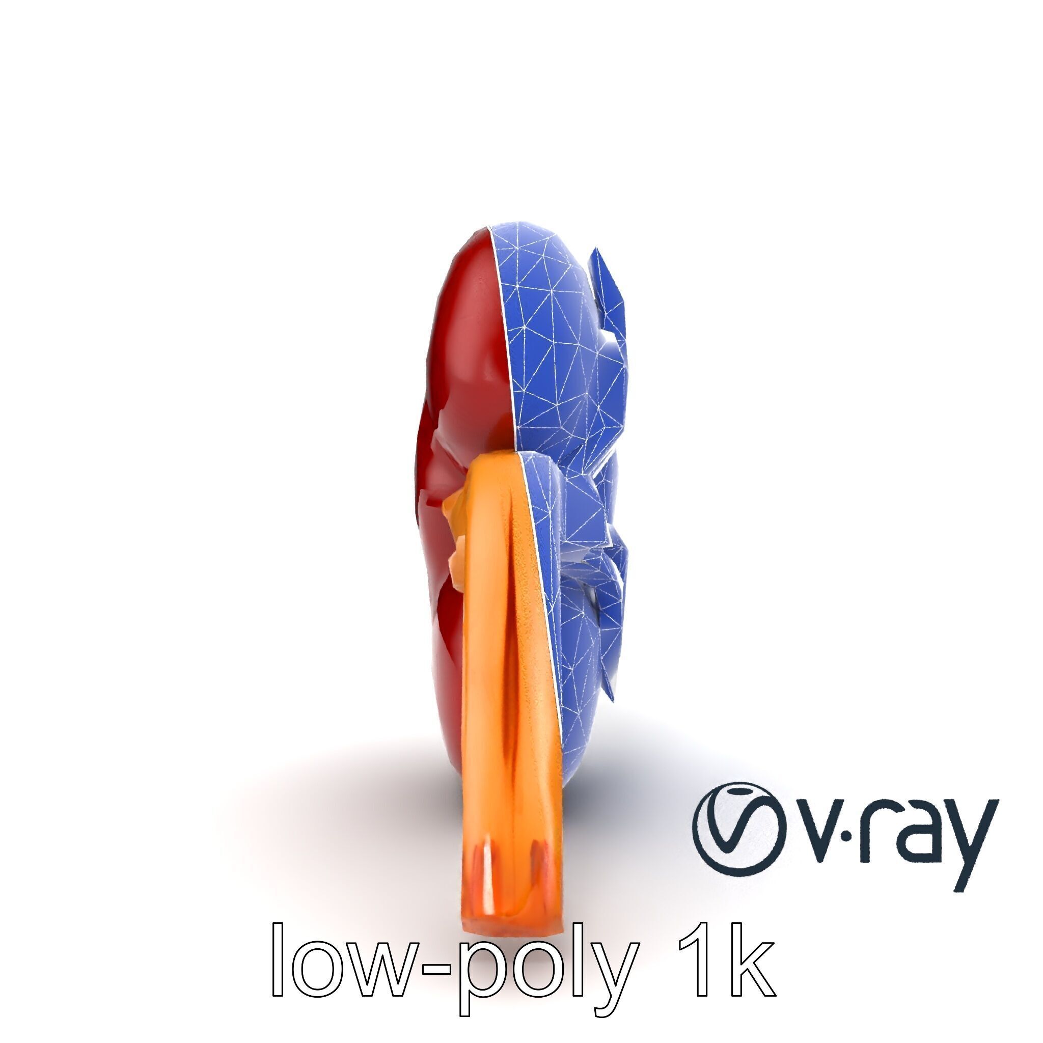 Realistic Human Kidney 3D model pack Low-poly 3D model_22