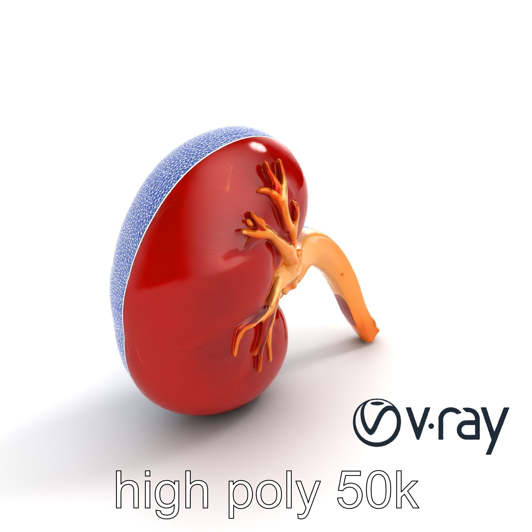Realistic Human Kidney 3D model pack Low-poly 3D model_27