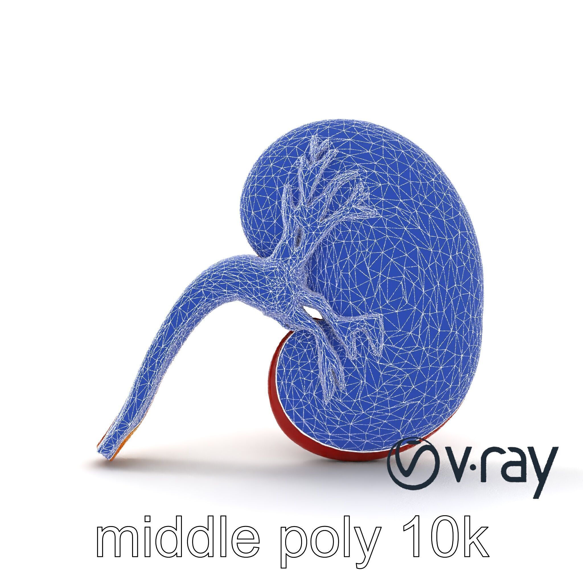 Realistic Human Kidney 3D model pack Low-poly 3D model_25