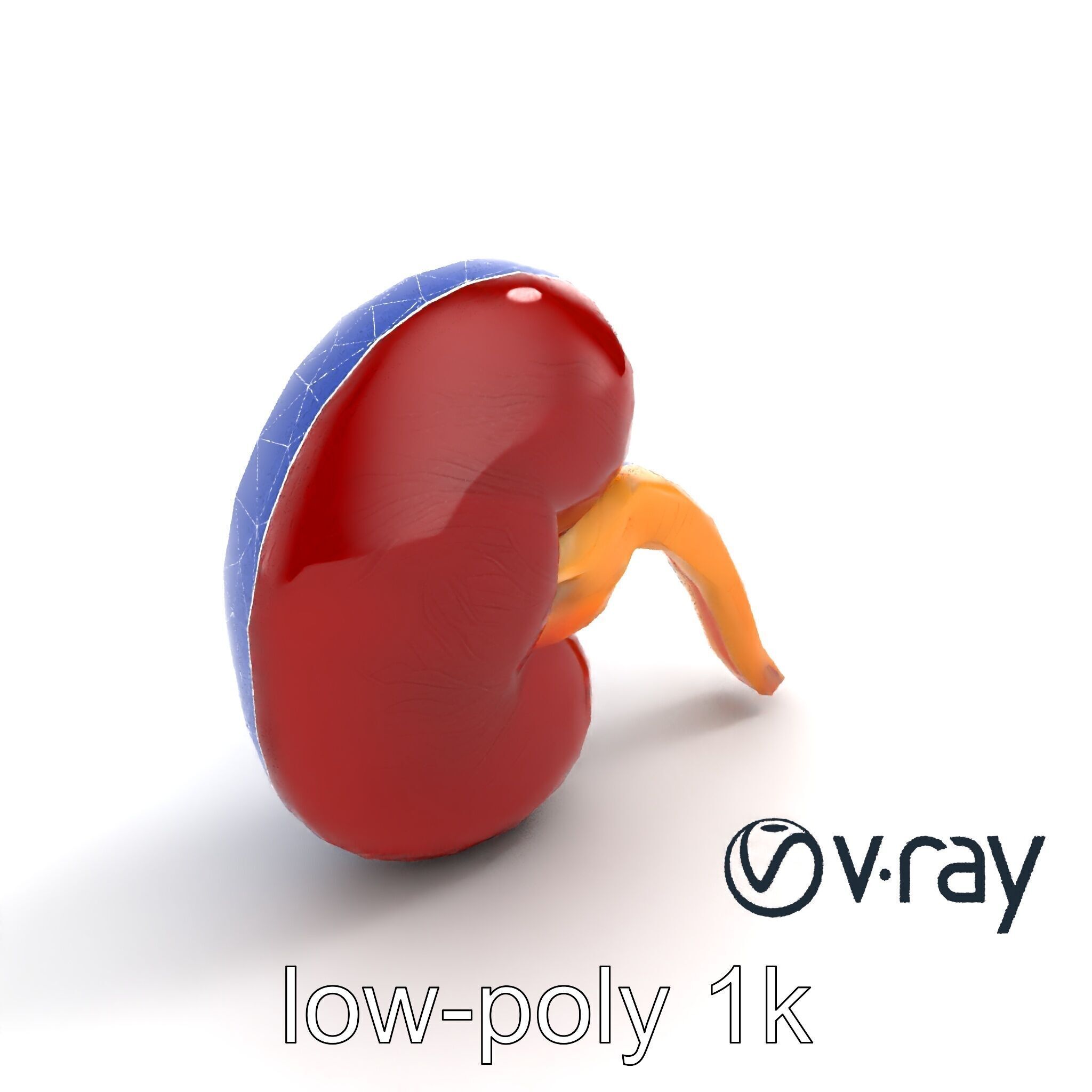 Realistic Human Kidney 3D model pack Low-poly 3D model_12