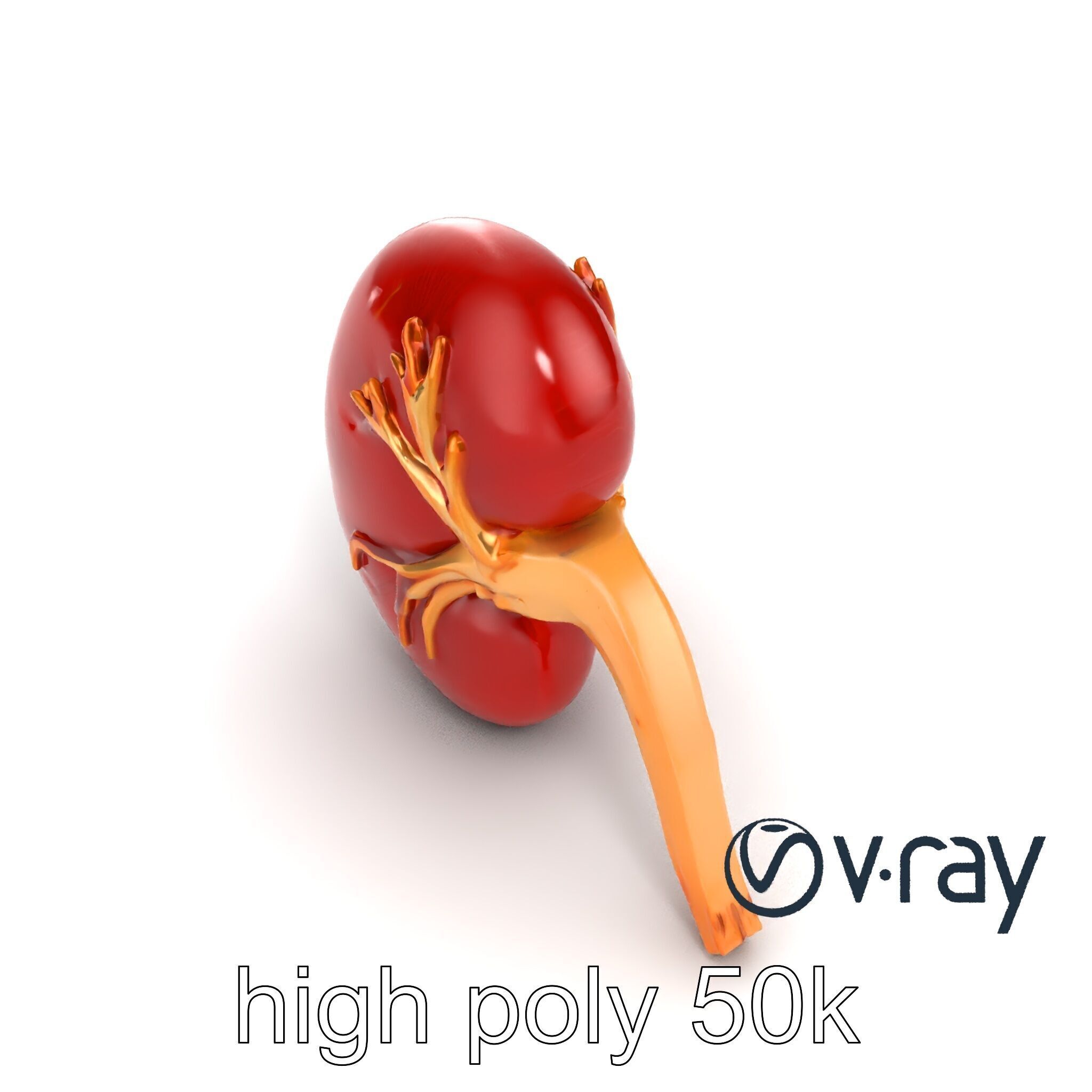 Realistic Human Kidney 3D model pack Low-poly 3D model_13