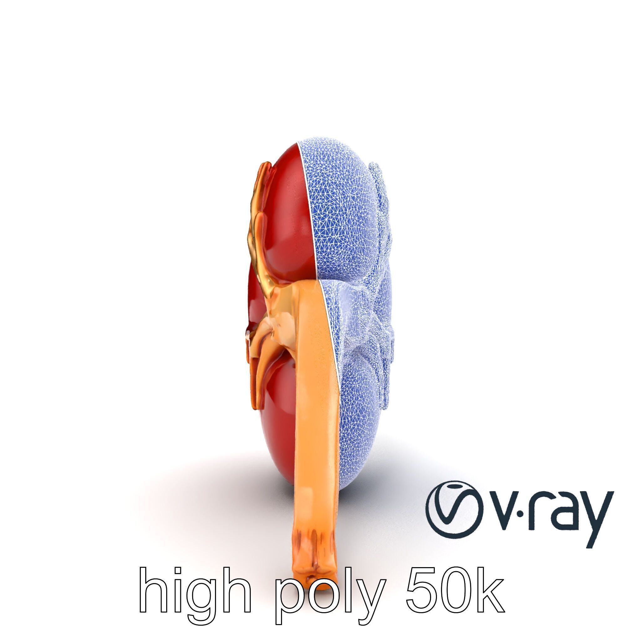 Realistic Human Kidney 3D model pack Low-poly 3D model_14