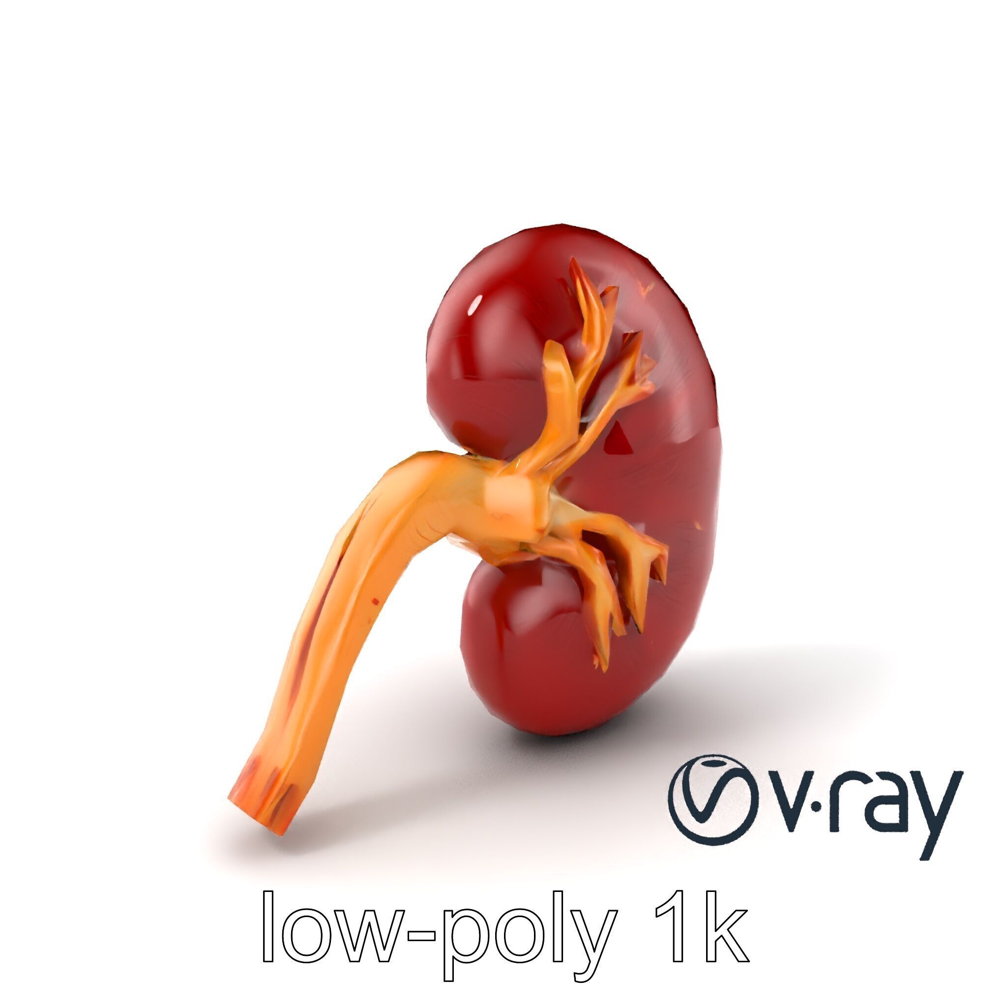 Realistic Human Kidney 3D model pack Low-poly 3D model_2