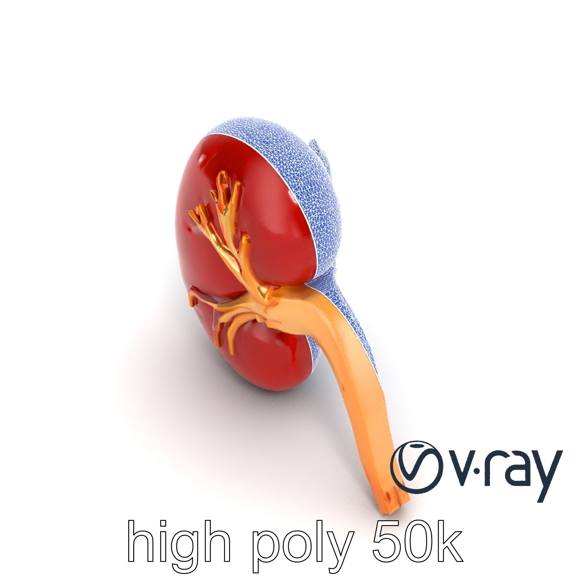 Realistic Human Kidney 3D model pack Low-poly 3D model_30