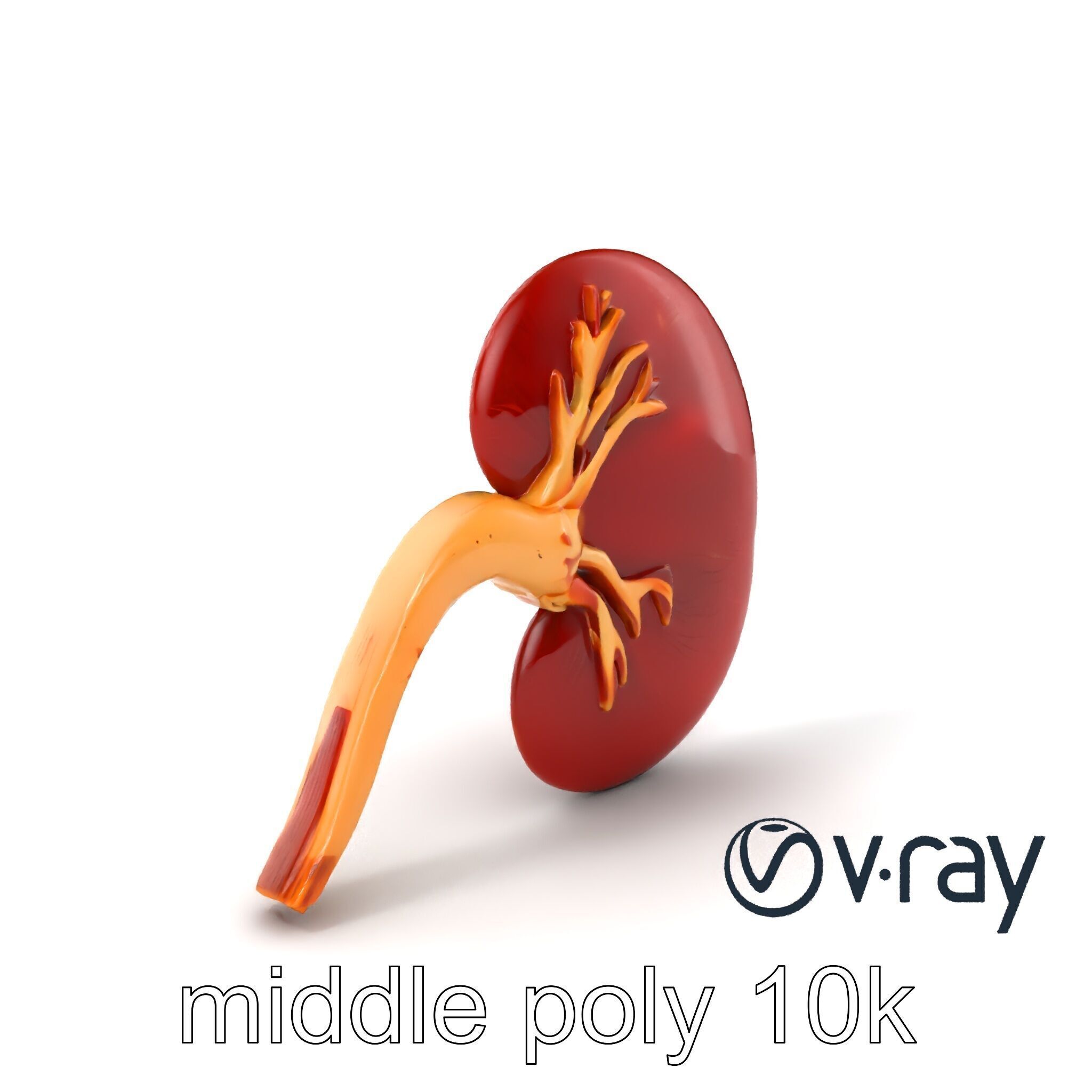 Realistic Human Kidney 3D model pack Low-poly 3D model_3