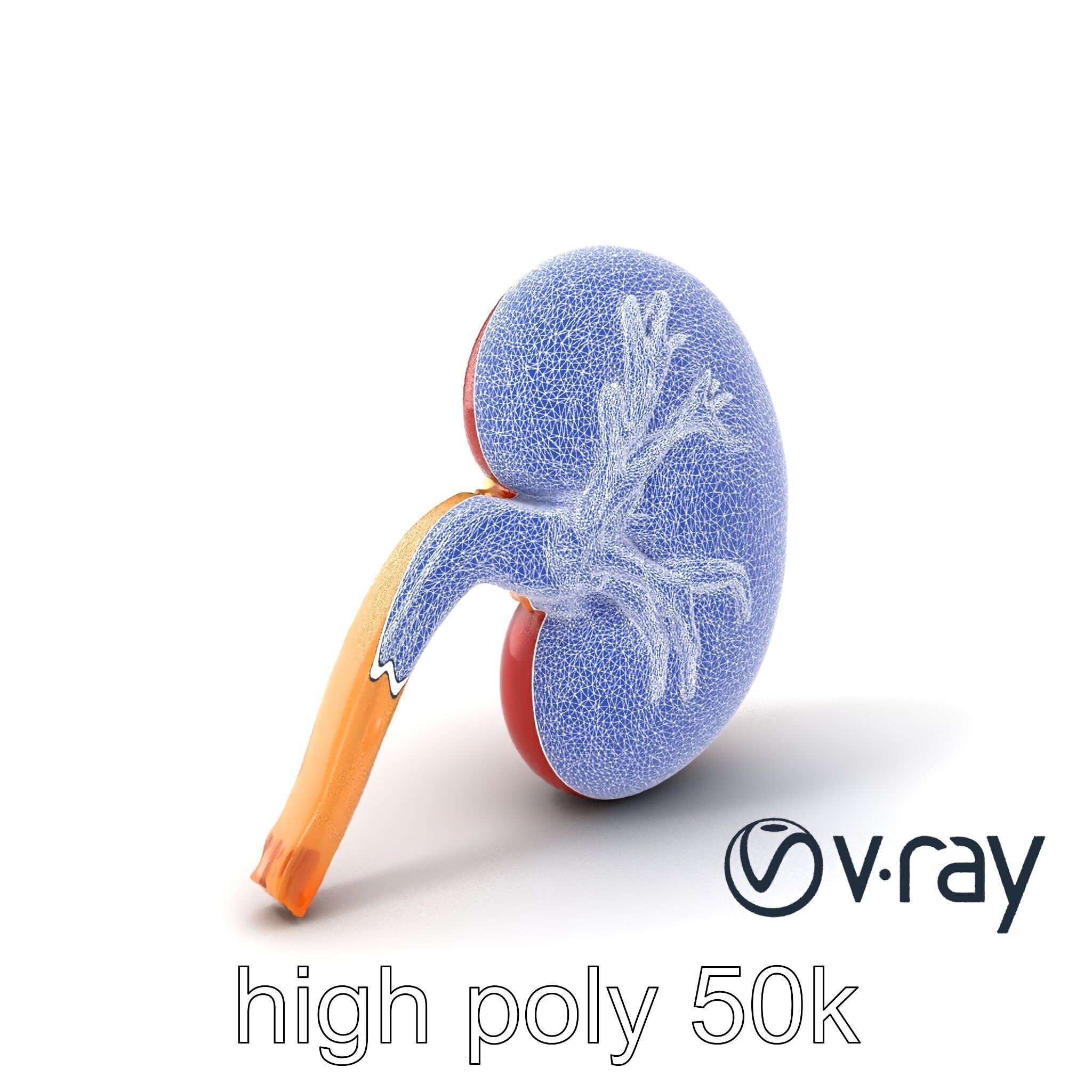 Realistic Human Kidney 3D model pack Low-poly 3D model_8