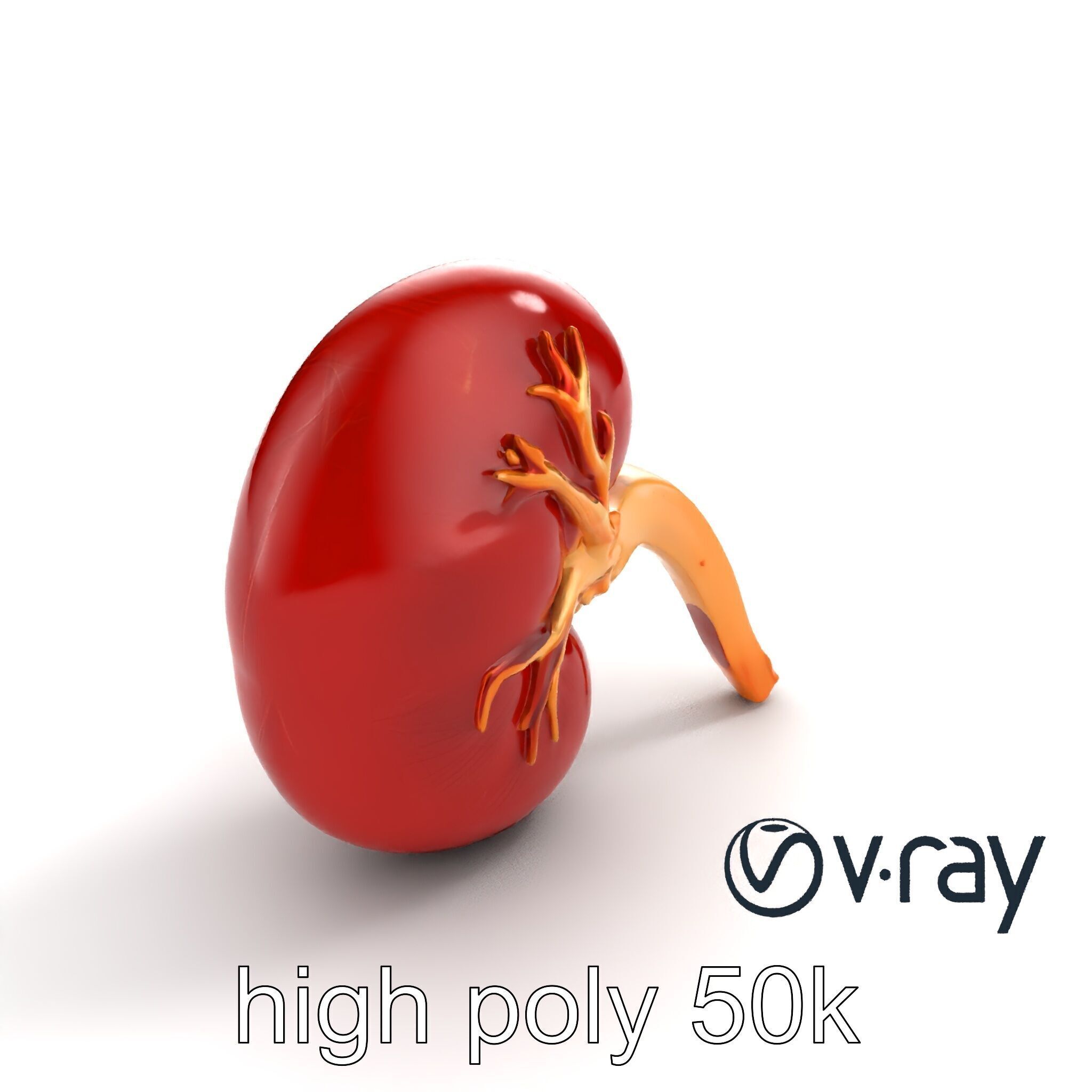 Realistic Human Kidney 3D model pack Low-poly 3D model_11