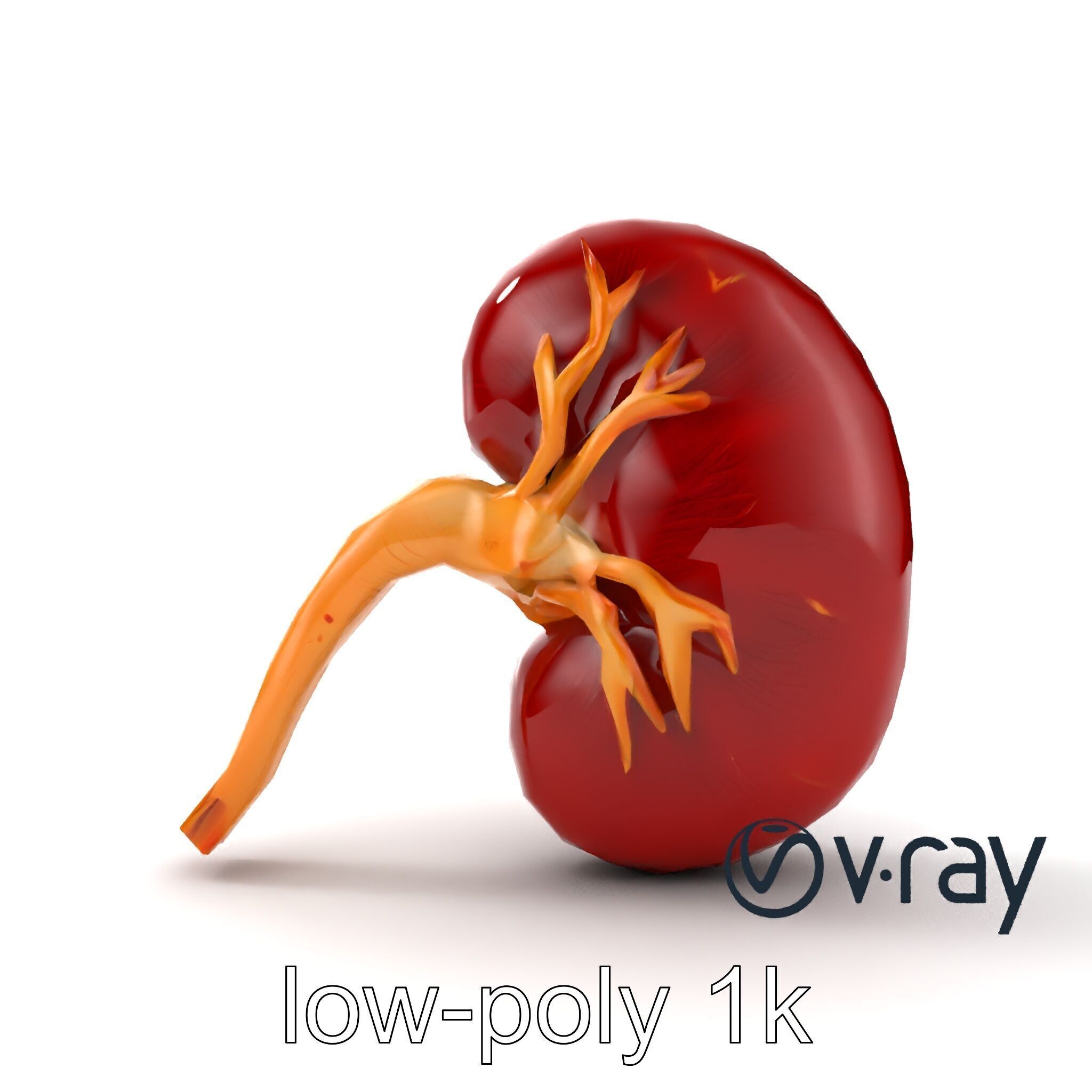 Realistic Human Kidney 3D model pack Low-poly 3D model_18