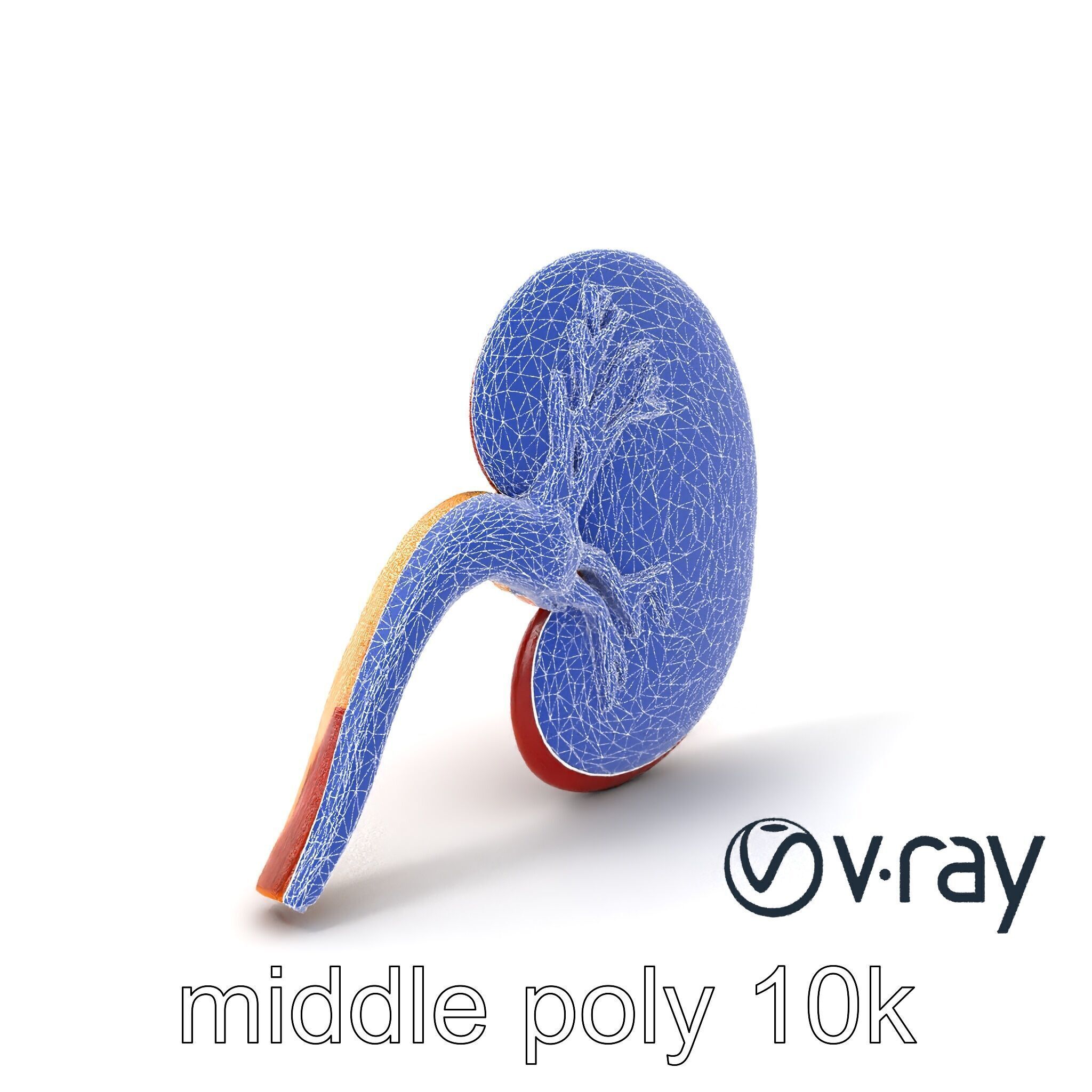 Realistic Human Kidney 3D model pack Low-poly 3D model_31