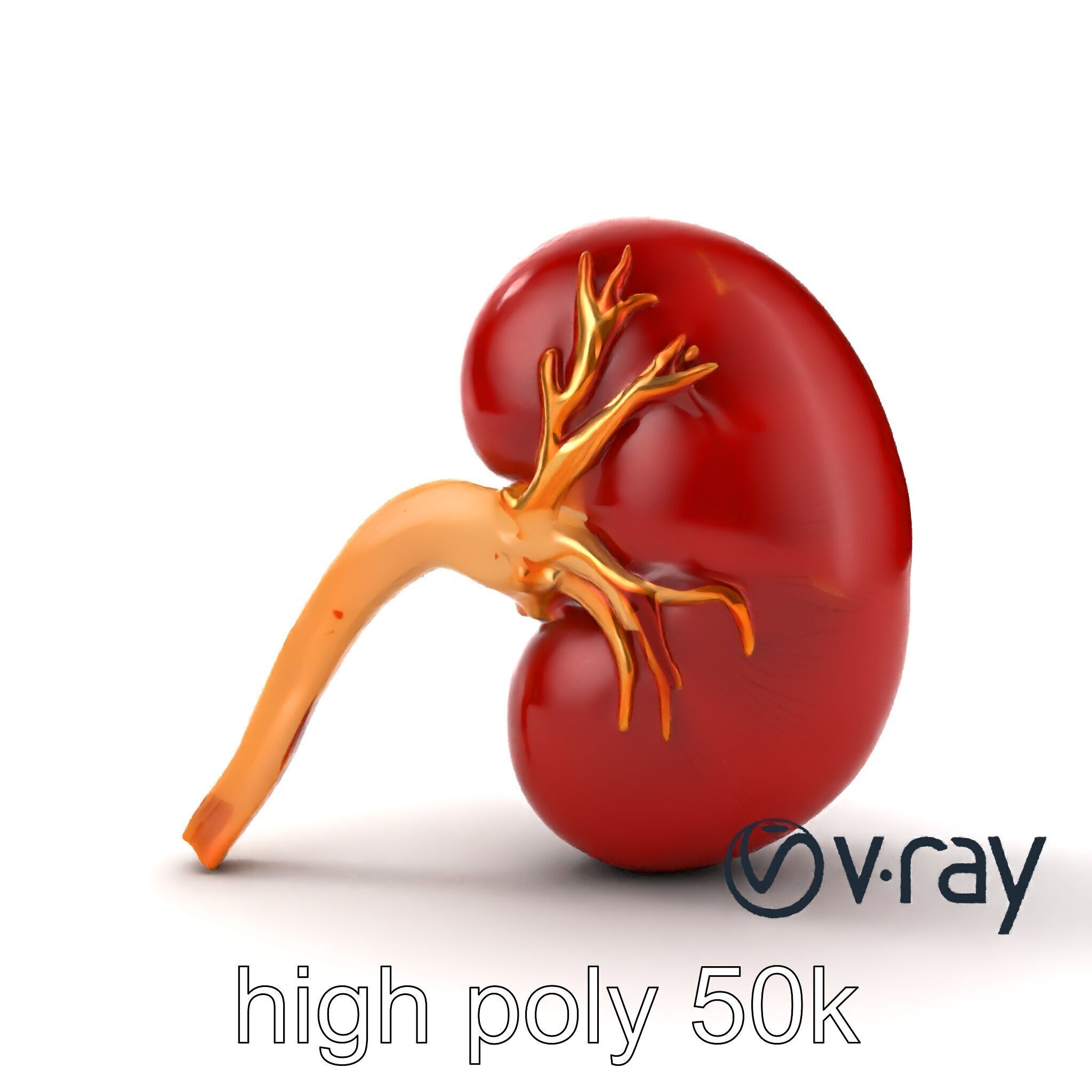Realistic Human Kidney 3D model pack Low-poly 3D model_24