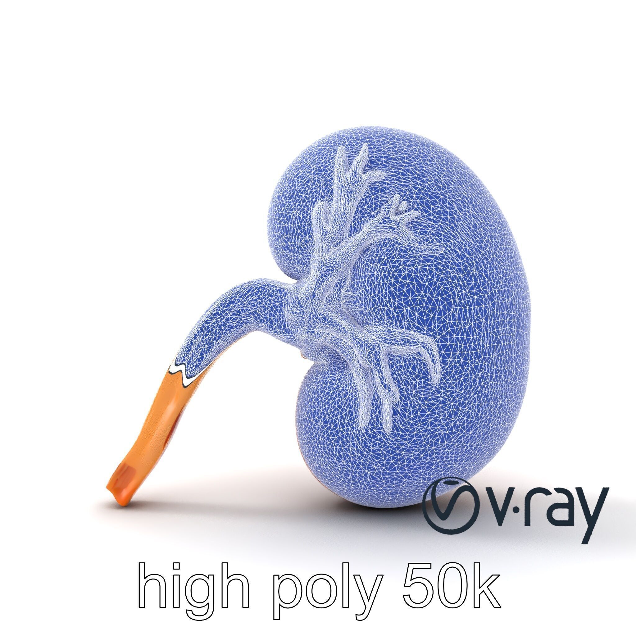 Realistic Human Kidney 3D model pack Low-poly 3D model_32