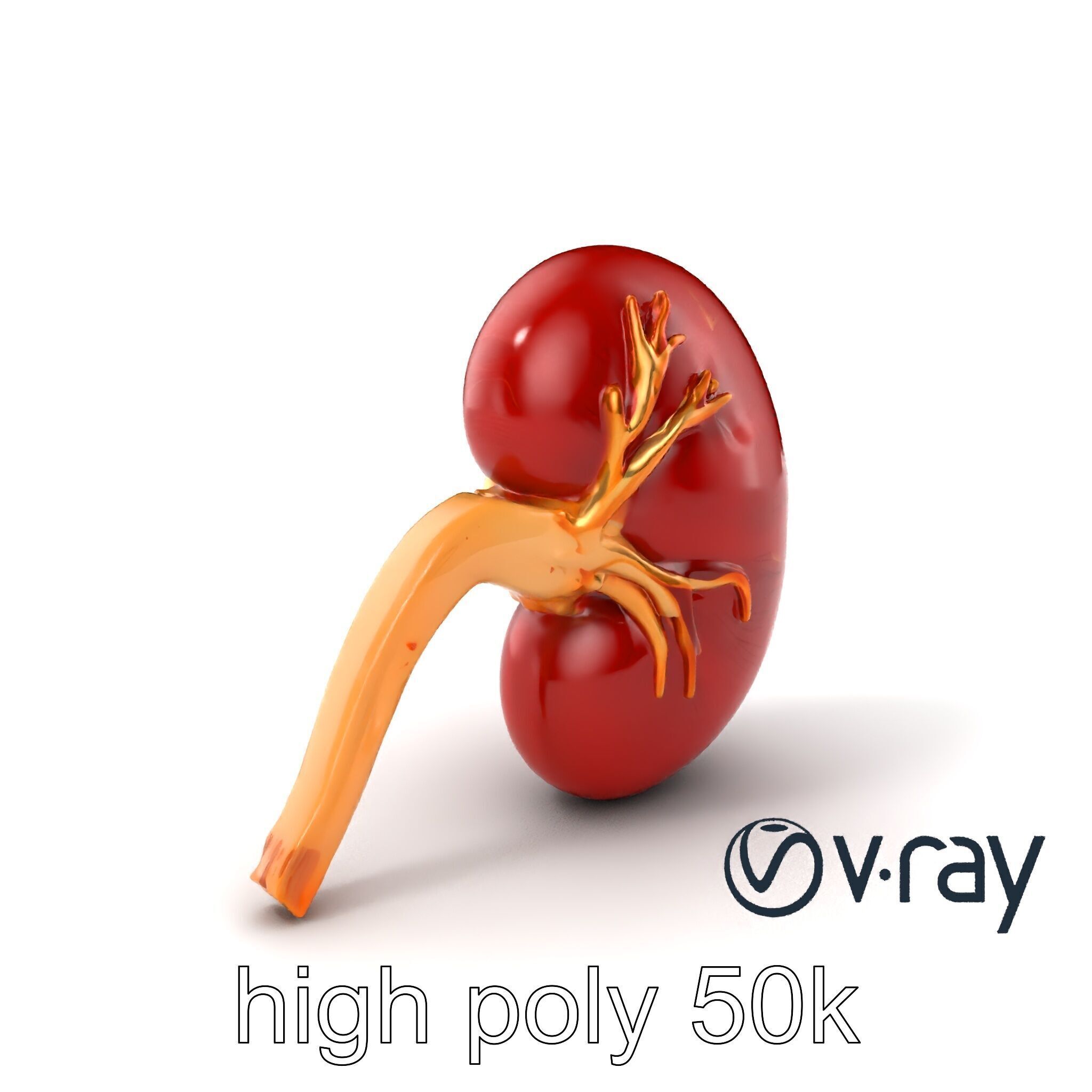 Realistic Human Kidney 3D model pack Low-poly 3D model_5