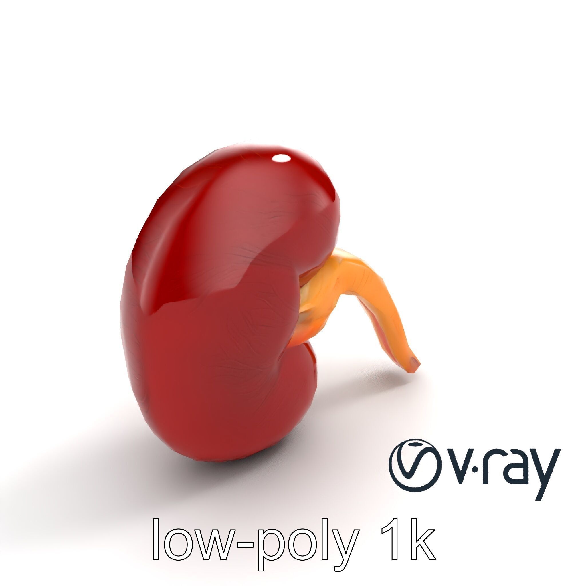 Realistic Human Kidney 3D model pack Low-poly 3D model_10